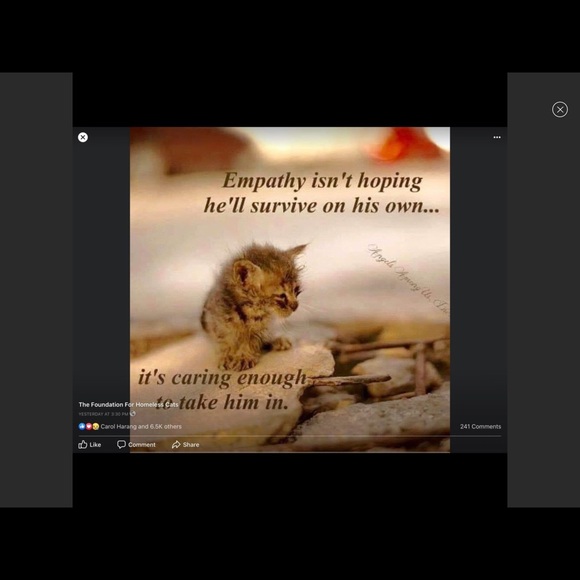 ❤️Please be kind to homeless cats and kittens❤️ - Picture 4 of 9